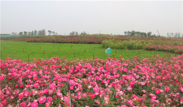 1598766576108267.jpg 10.jpg