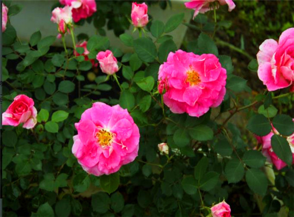 1598766618423518.jpg 11.jpg